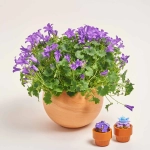 Зображення товару Сет LEGO та Кампанула у кашпо, артикул: 57046