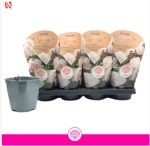 Зображення товару Півонія Лактифлора біла, артикул: 57027