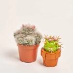 Зображення товару Сет LEGO та Кактус з квітами, артикул: 57026