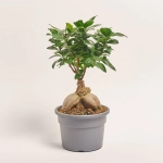 Зображення товару Фікус мікрокарпа Гінсенг, артикул: 56340