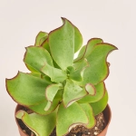 Зображення товару Сукулент мікс, артикул: 2166