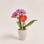 Зображення товару Фаленопсис міні 2ст. рожевий, артикул: 55521