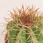 Зображення товару Кактус мікс, артикул: 56847