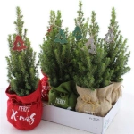 Зображення товару Ялина Перфекта декор у мішку, артикул: 54322