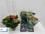 Зображення товару Гортензія червоно-зелена 5ст., артикул: 36449