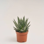 Зображення товару Алоє Тікі Тахі, артикул: 19287