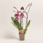 Зображення товару Фаленопсис каскад 2ст. мікс, артикул: 18513