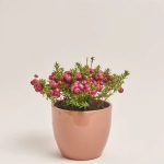 Зображення товару Гаультерія та Кашпо Сет 426, артикул: 53346