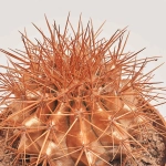 Зображення товару Ехінокактус Рейнбов новорічний мікс, артикул: 53321