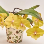 Зображення товару Фаленопсис "Тейбл" 2ст. мікс, артикул: 27475