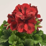 Зображення товару Пеларгонія мікс, артикул: 1279