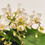 Зображення товару Фаленопсис Мф "Назаре" 4ст. в кер., артикул: 49370