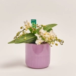 Зображення товару Фаленопсис Мф "Назаре" 4ст. в кер., артикул: 49370