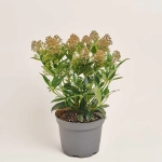 Зображення товару Скімія Японіка Гудрі, артикул: 51864