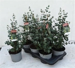 Зображення товару Евкаліпт Гунні, артикул: 44895