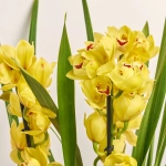 Зображення товару Цимбідіум мікс 4ст., артикул: 31271