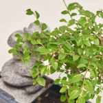 Зображення товару Бонсай в кер., артикул: 56846