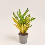 Зображення товару Кротон мікс, артикул: 51787