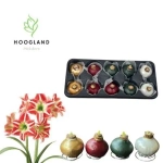 Зображення товару Амариліс мікс у воску, артикул: 53914