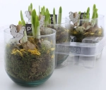 Зображення товару Нарцис Тет-а-Тет у склі, артикул: 56056