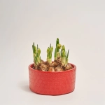 Зображення товару Нарцис Брайдал Краун в кер., артикул: 55613