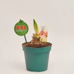 Зображення товару Амариліс мікс, артикул: 54117