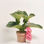 Зображення товару Медініла Кенді, артикул: 56453