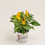 Зображення товару Капсікум Самба мікс, артикул: 52723