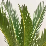 Зображення товару Цикас Революта, артикул: 55891