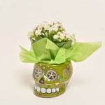 Зображення товару Каланхоє "Хелловін" мікс в кер., артикул: 52613