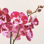 Зображення товару Фаленопсис 2ст. мікс, артикул: 18519