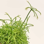 Зображення товару Рипсаліс мікс, артикул: 52619