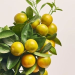 Зображення товару Цитрофортунелла мандарин та Кашпо Сет 509, артикул: 51835