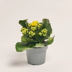 Зображення товару Каланхоє мікс, артикул: 18482