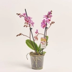 Зображення товару Фаленопсис 2ст. мікс, артикул: 25844