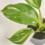 Зображення товару Філодендрон мікс, артикул: 52074