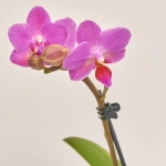 Зображення товару Фаленопсис міні в кер.і 1ст., артикул: 2716