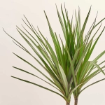 Зображення товару Драцена Маргіната 1ст., артикул: 52594