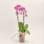 Зображення товару Фаленопсис 2ст. мікс, артикул: 19290