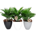 Зображення товару Лівістона Ротундіфолія в кер., артикул: 57255