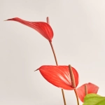 Зображення товару Антуріум та Кашпо Сет 501, артикул: 33931