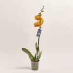 Зображення товару Фаленопсис 1ст. мікс, артикул: 49935