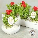 Зображення товару Бамбук Лакі в кераміці, артикул: 55686