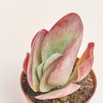 Зображення товару Каланхоє Турсіфлора, артикул: 56759