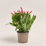 Зображення товару Шлюмбергера мікс, артикул: 42391