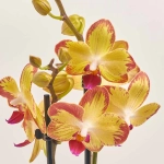 Зображення товару Фаленопсис "Папагайо" 2ст., артикул: 52070