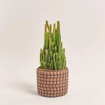 Зображення товару Кактус мікс в кер., артикул: 56882