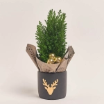 Зображення товару Кипарис Елвуді Декор в кер., артикул: 43397