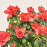 Зображення товару Азалія мікс, артикул: 19155