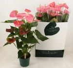 Зображення товару Антуріум Колорадо, артикул: 56571